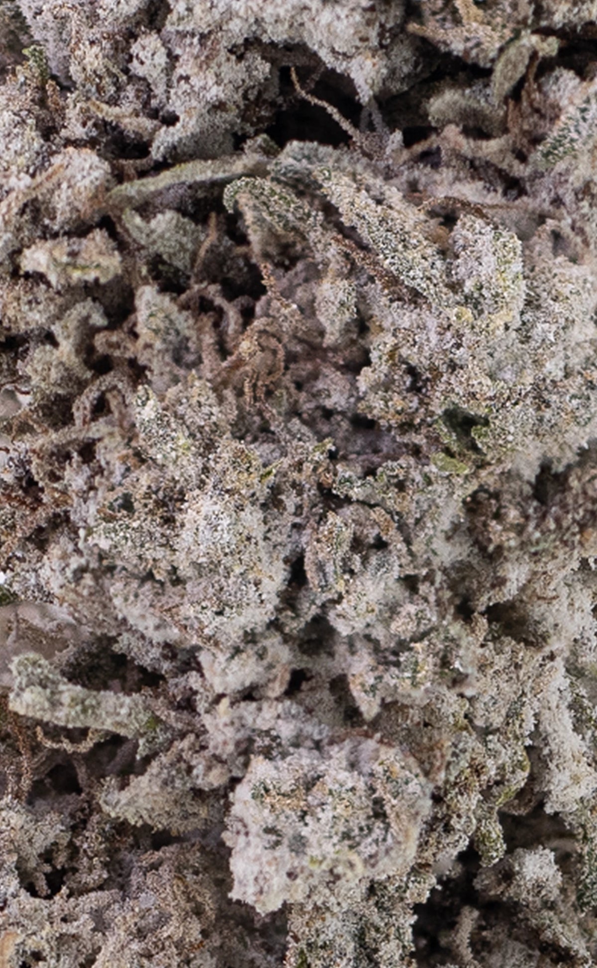 Electric Haze | 23% THCA
