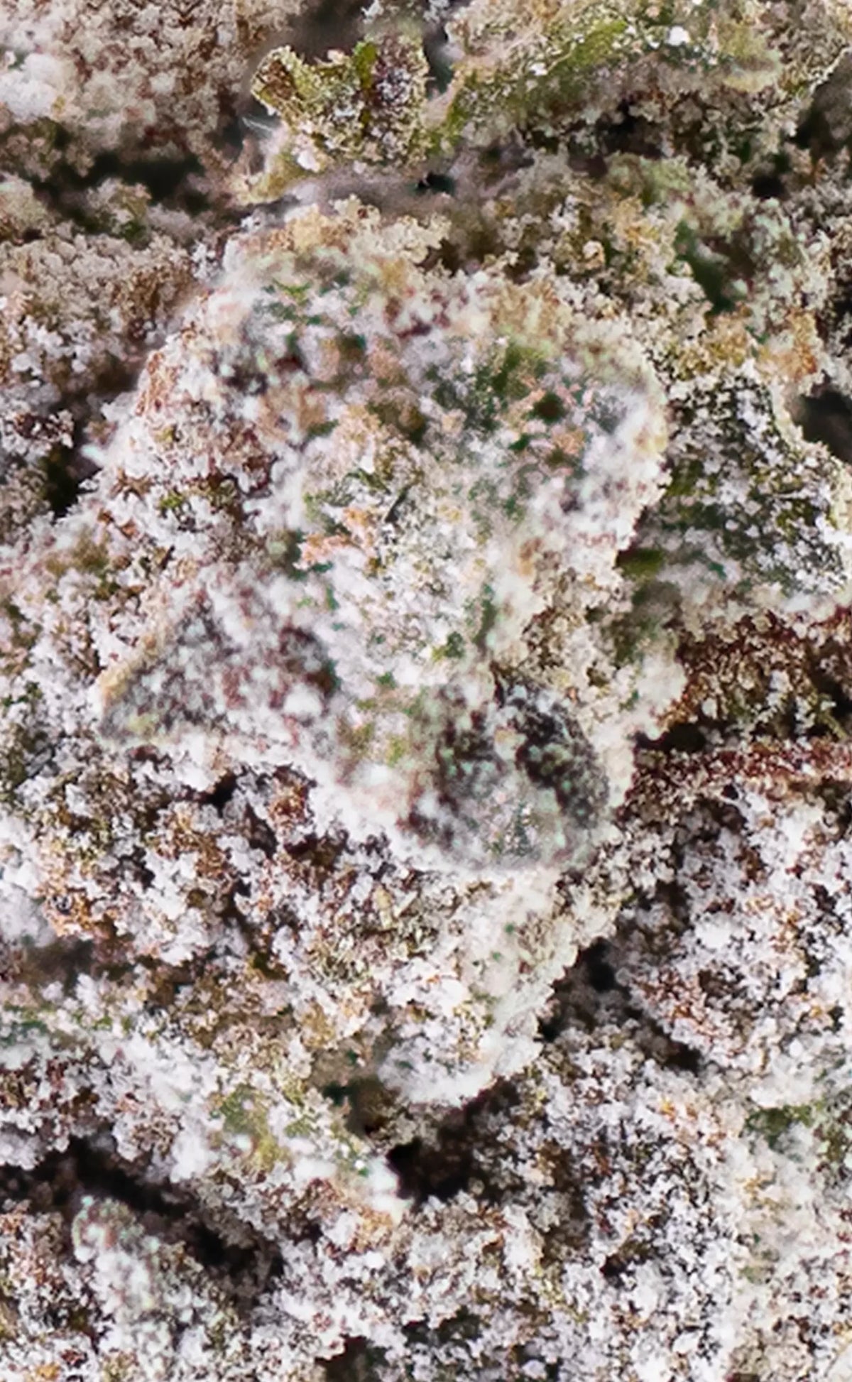 thca cannabis-toppskott närbild