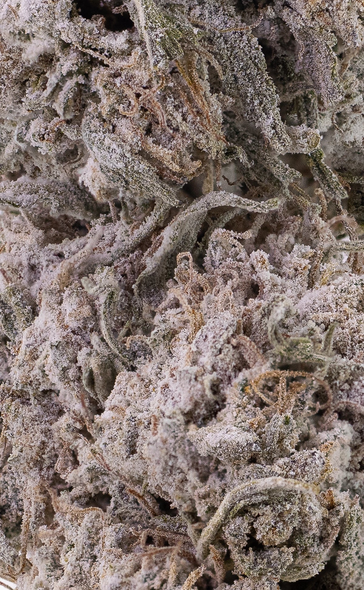 Frosted Diesel | 25% THCA