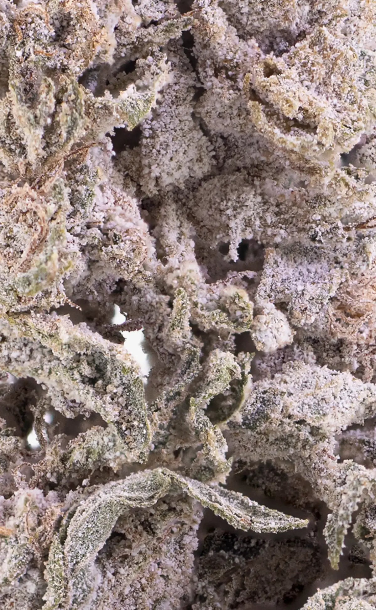 herbz cannabis bud thca polar pineapple närbild makrofoto