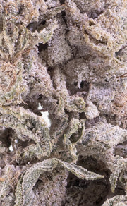herbz cannabis bud thca polar pineapple närbild makrofoto
