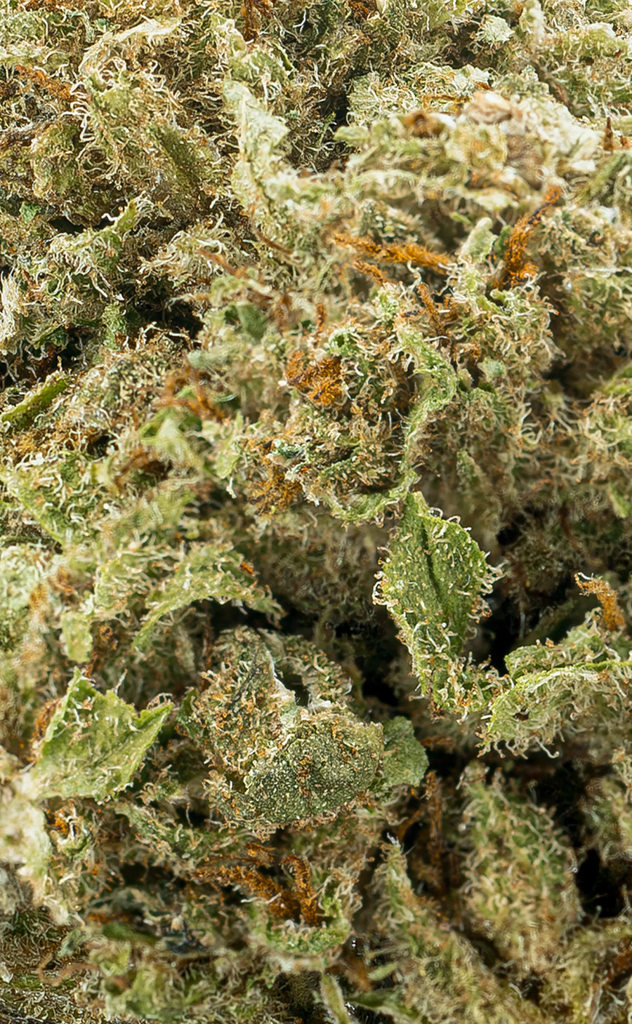 Zkittlez | 16% CBD - herbz.dk herbz.dk 1 g CBD Toppskott - laglig cannabis
